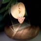 Golden Lioness Dangle Polymer Clay Earrings
